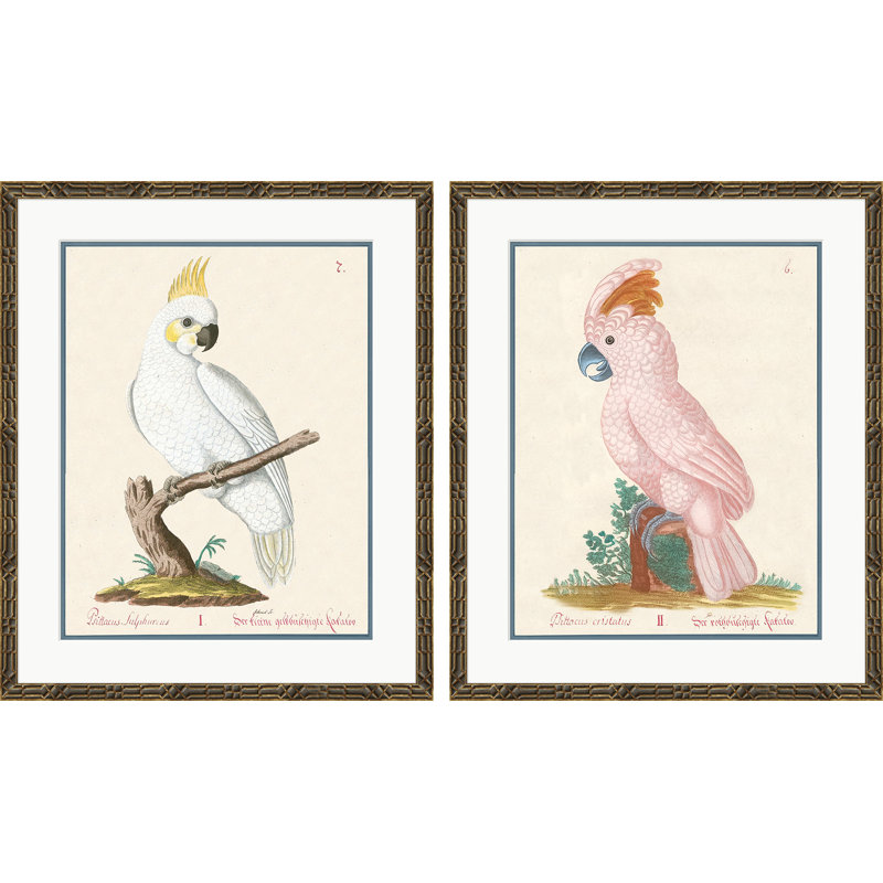 Ensemble Psittacus Sulphurius & Cristatus
