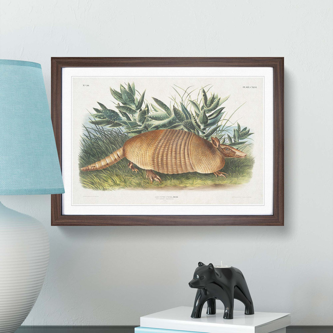 Armadillo by J.W. Audubon - Single Picture Frame Painting