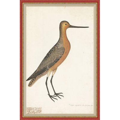 18ème siècle Bird Re-Strikes V - peinture à cadre unique