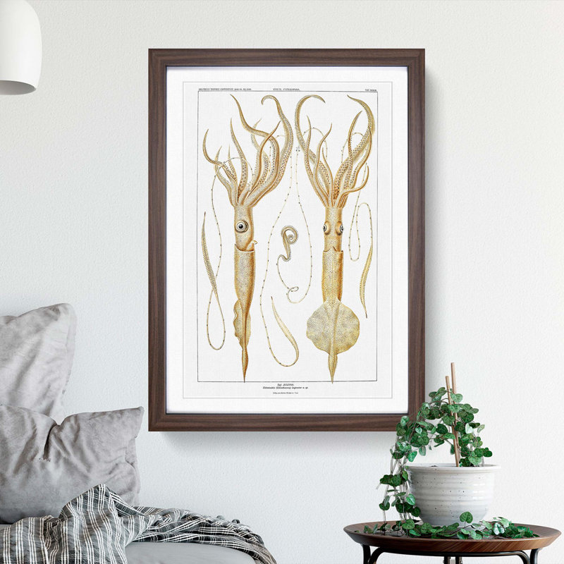 Squid Illustrations by Carl Chun - Picture Frame Painting Print, 65cm H x 48cm W x 2cm D, Walnut Framed