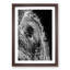 Watchful Elephant - Framed Print-55612204-55612205