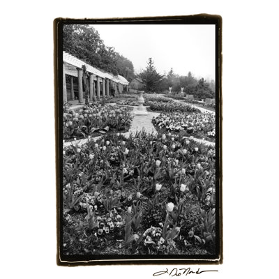 Garden Elegance VIII by Laura DeNardo - Wrapped Canvas Print