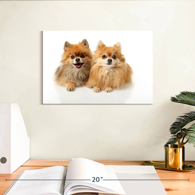 Crowle Posing Pomeranians