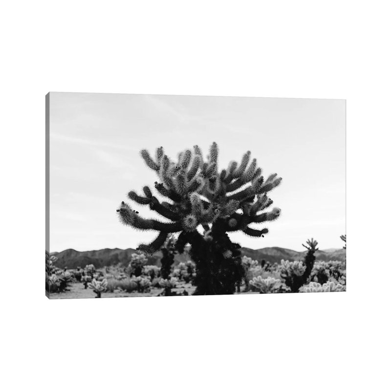 Cholla Cactus Garden XI by Bethany Young - Print on Canvas, Wrapped Canvas, 66.04cm H x 101.6cm W x 3.81cm D