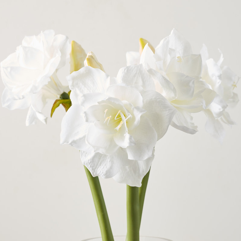 Amaryllis & River Rocks Everyday Amaryllis Floral Arrangements in Vase
