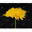Napperon tressé botanique jaune | Décoration intérieure