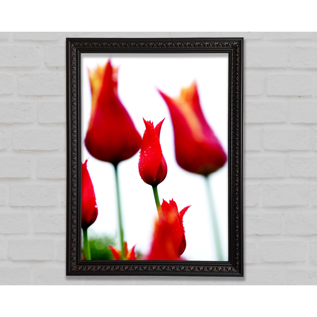 Rotes Feuer Tulpenfeld - Druck