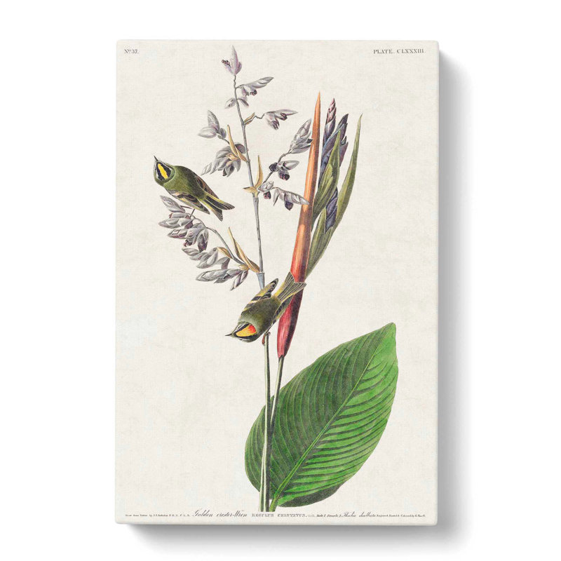 American Golden-Crested Wren by John Audubon - Wrapped Canvas Painting, 60cm H x 40cm W x 3cm D