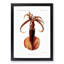 Squid Illustration by Albert I - Picture Frame Painting Print-55619659-55619661