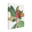 Art sur toile «Bachelor Mary Vaux Walcott Southern Magnolia»-103100979
