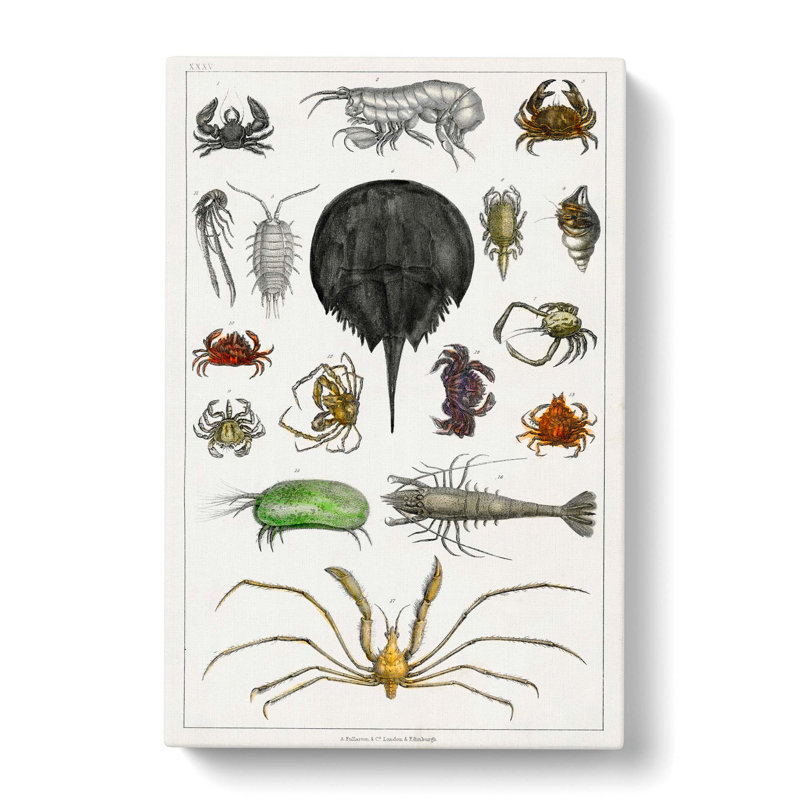 Crabs & Lobsters by Oliver Goldsmith - Wrapped Canvas Painting, 60cm H x 40cm W x 3cm D
