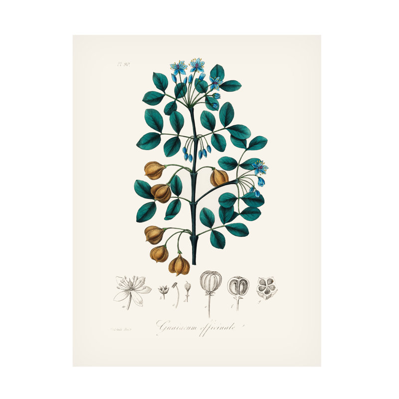 John Stephenson And Guaiacwood Medical Botany Canvas Art, 24" H x 18" W