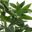 Macrocarpa artificiel Pachira