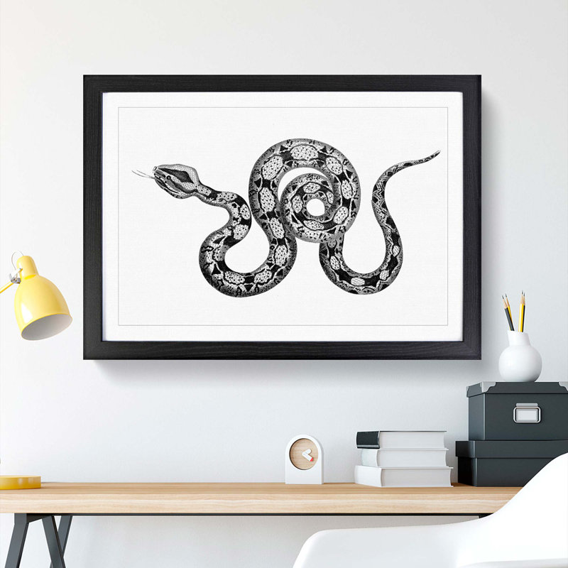Boa Constrictor Snake in Black and White by George Shaw - Picture Frame Drawing Print on MDF, Black Framed
