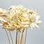 Bundle of 4 - Dried Preserved Ruby Daisy Flower in 21" in Natural-111318237