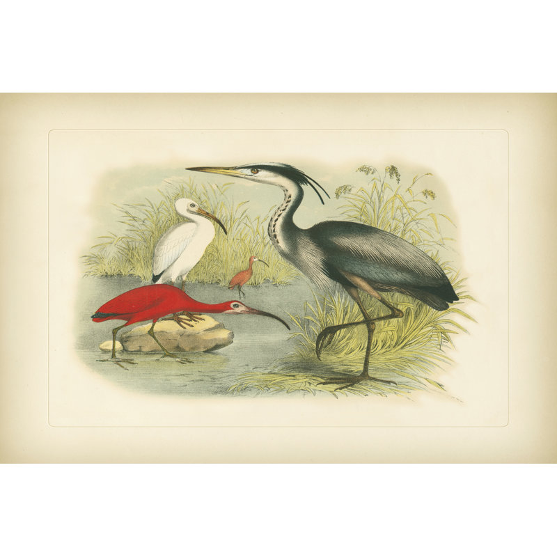 Heron & Ibis Pl. LXXX (EA) by Jennifer Goldberger - Wrapped Canvas Art Prints,  30cm H  x  46cm W  