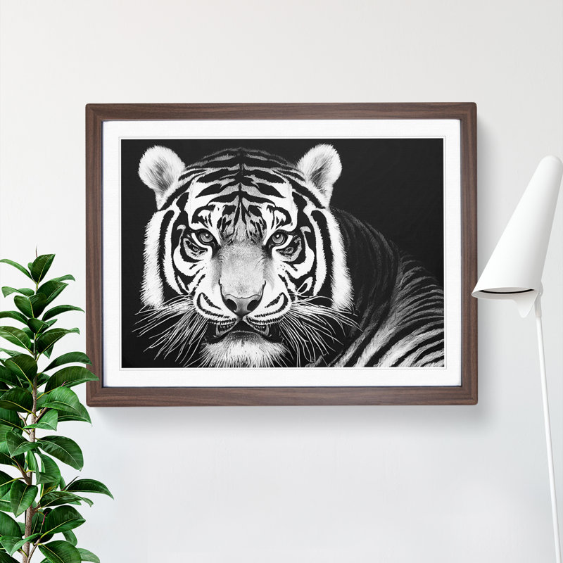 Tiger - Single Picture Frame Print, 34cm H x 46cm W, Walnut Framed