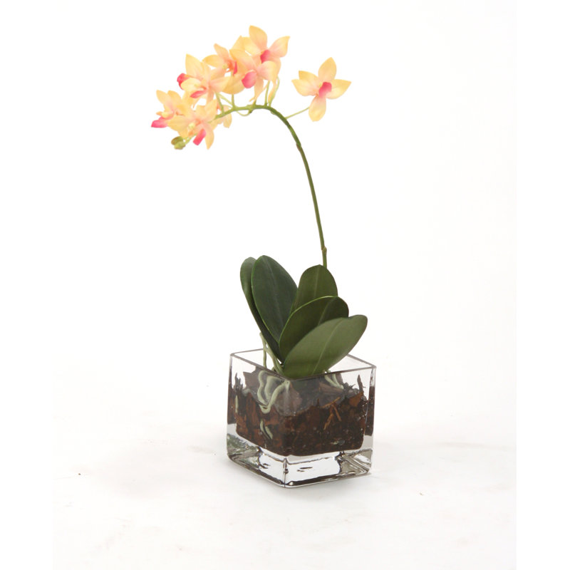 Mini-pièce à phalaenopsiss orchidées en vase, Rose
