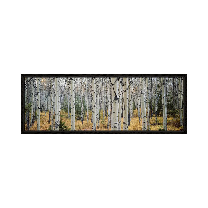 Aspen Trees In A Forest Alberta, Canada by Panoramic Images - Wrapped Canvas Panoramic Print, Black Floater Framed