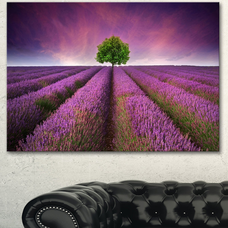 « lavande field coucher de soleil avec simple tree », reproduction de photo sur toile tendue, H 30 po x l 40 po x P 1 po