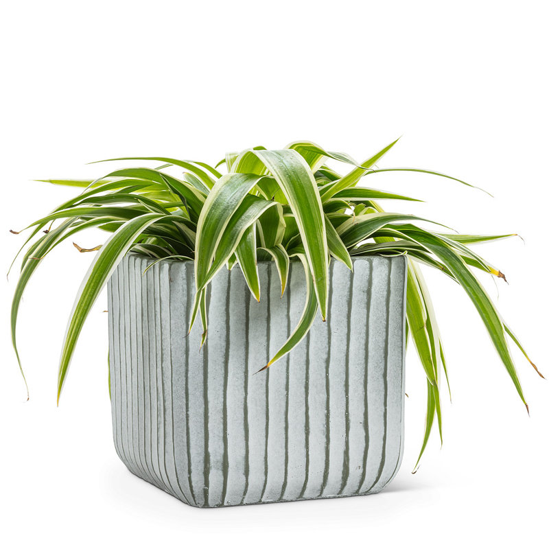Planter Box, 6.5" H x 6.5" W x 6.5" D, Off White/Green