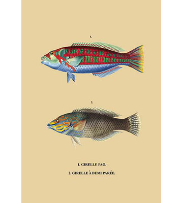 « girelle pao » et « al. », impression