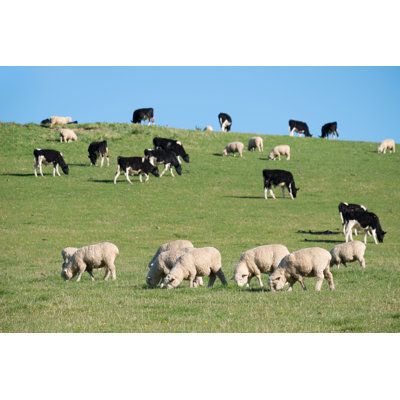 Sheeps In Green Rural Meadow by DykyoStudio - Wrapped Canvas Print