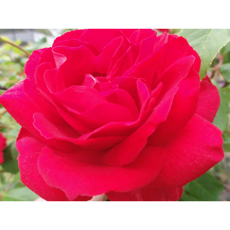 Décalcomanie murale rose pourpre Goulart, 36 po x 48 po