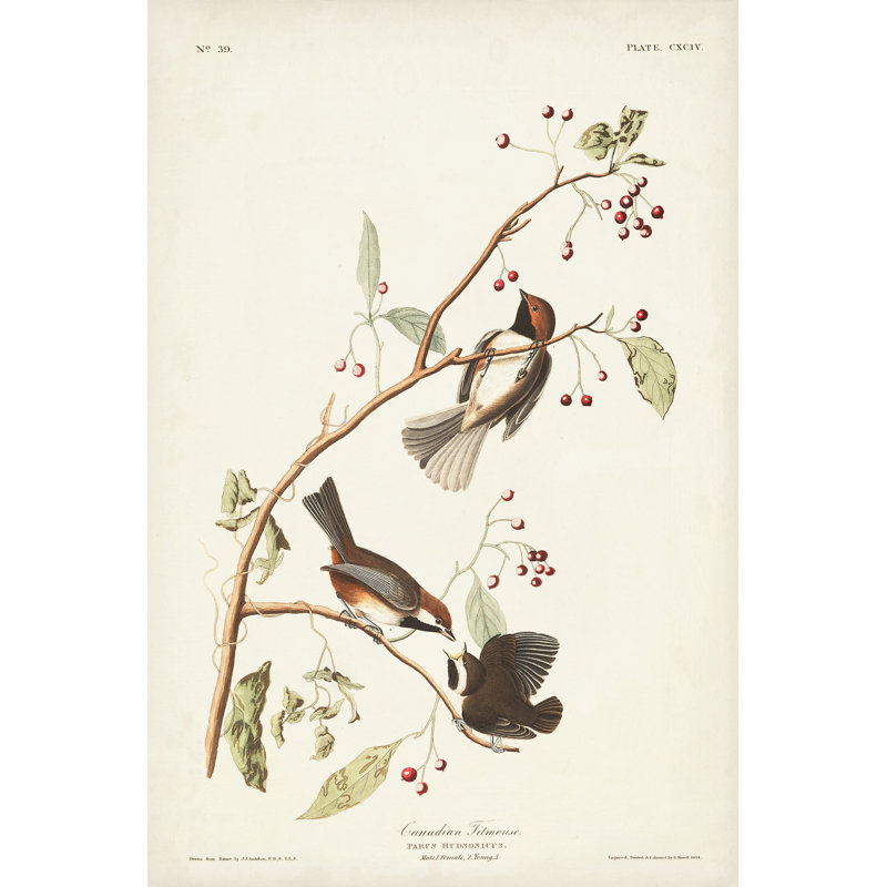 Pl. 194 mésange canadienne, H 18 po x l 12 po