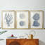 Antique Coral Collection VI - reproduction encadrée sur mesure de qualité supérieure mate - 3 pièces-1012547025-1012547039