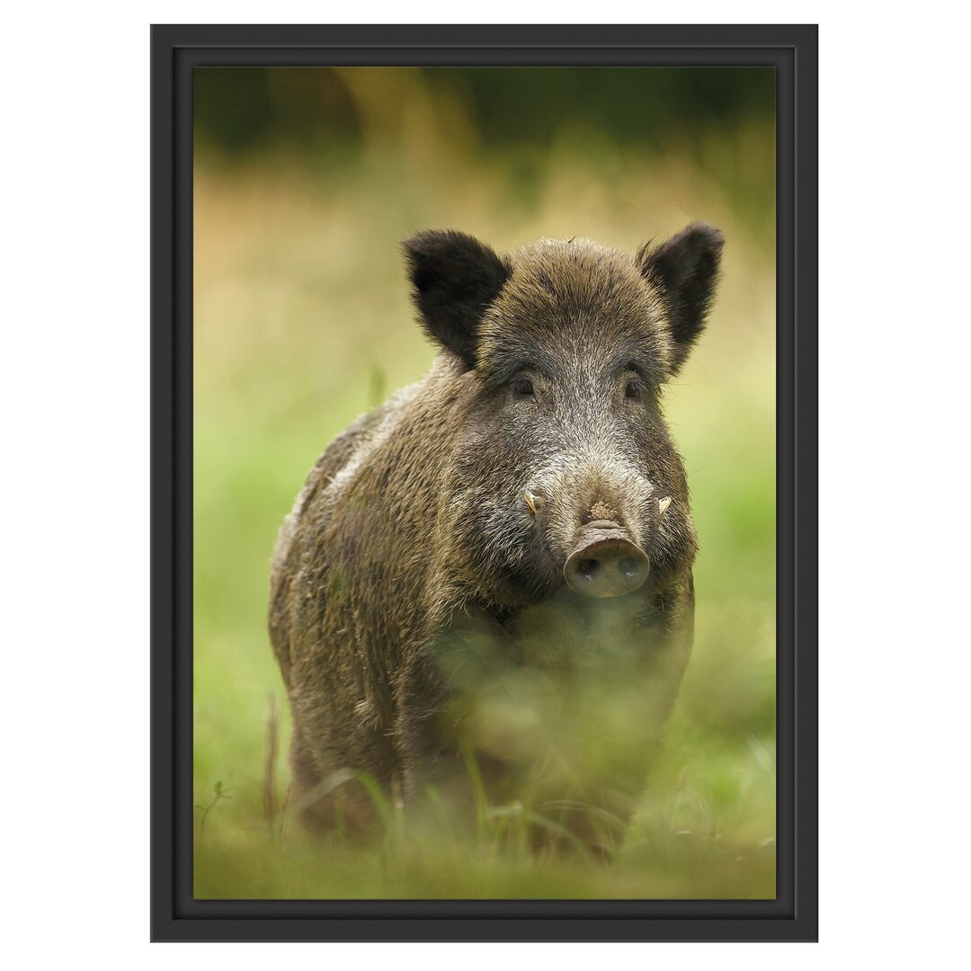 Gerahmtes Wandbild Wildschwein auf Wiese