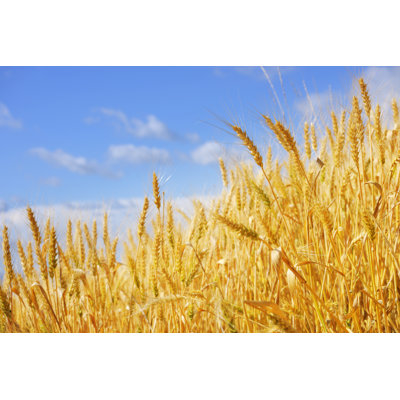 Golden Wheat Crops by Ekspansio - Wrapped Canvas Print