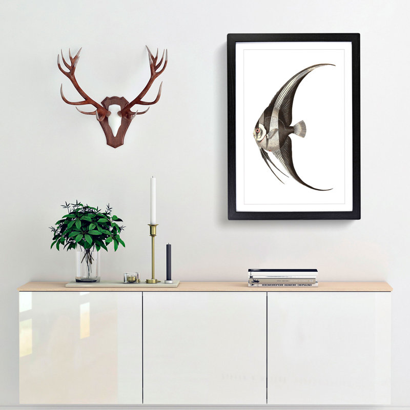 Chaetodon Fish by George Shaw - Framed Print, 36cm H x 27cm W x 2cm D, Black Framed