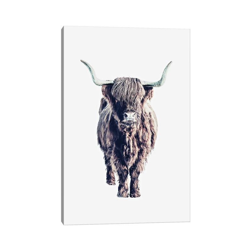 Highland Cattle Colin White by Monika Strigel - Wrapped Canvas Print, 20.32 cm H x 30.48 cm W
