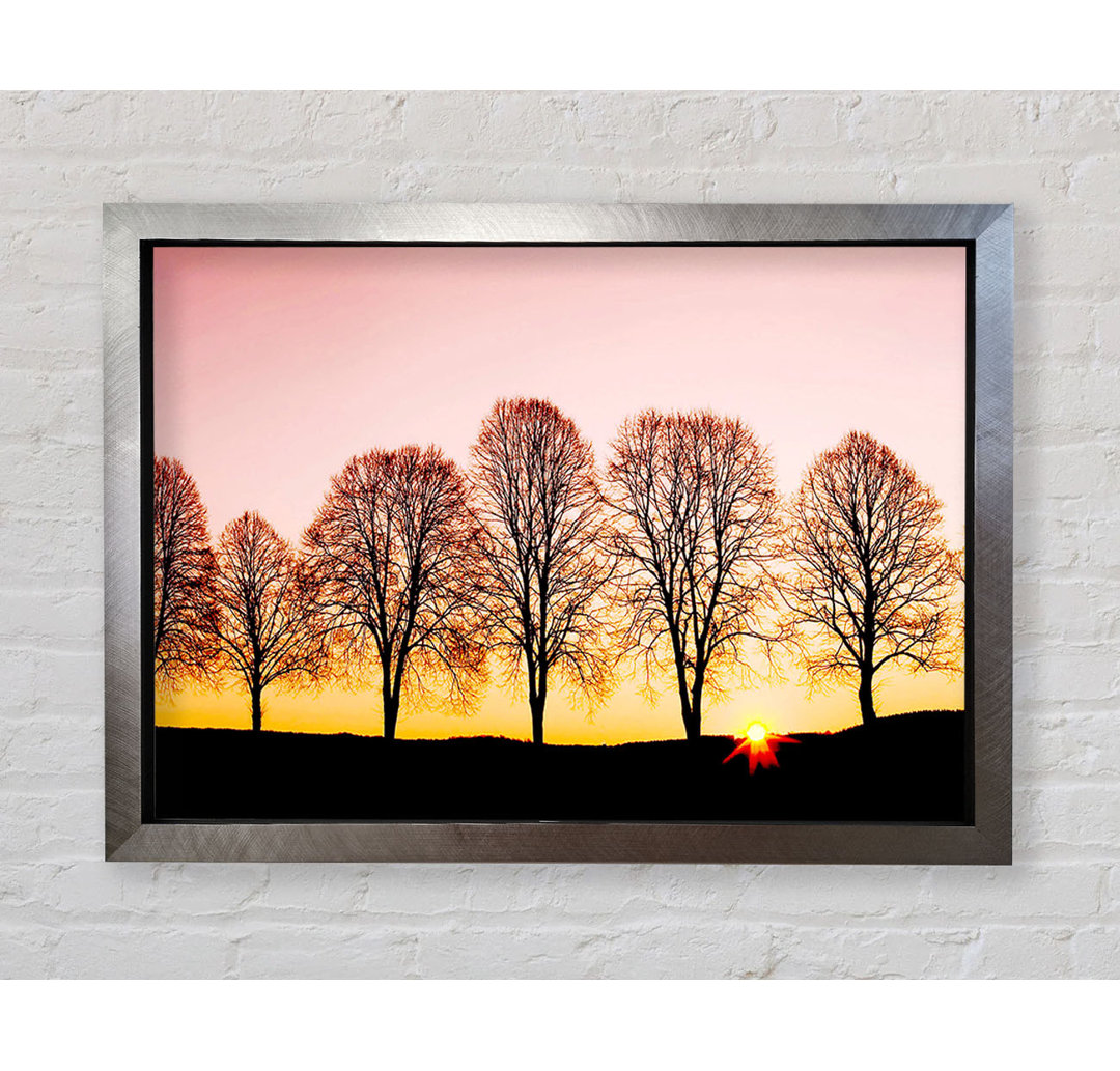 Beech Trees At Sunrise - Einzelne Bilderrahmen Kunstdrucke