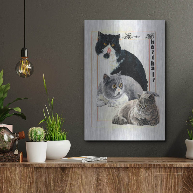 «Exotic Shorthair» par Barbara Keith, H 16 po x l 12 po