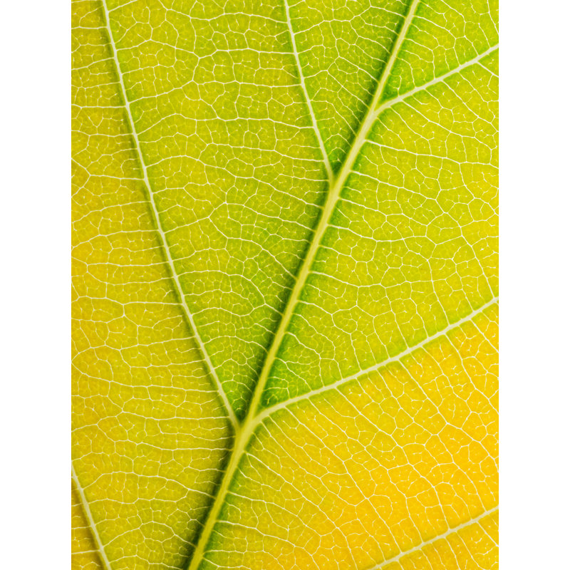 Feuille d'automne par Philippe Moisoux - photographie, Toile avec cadre noir, 32" H x 24" W