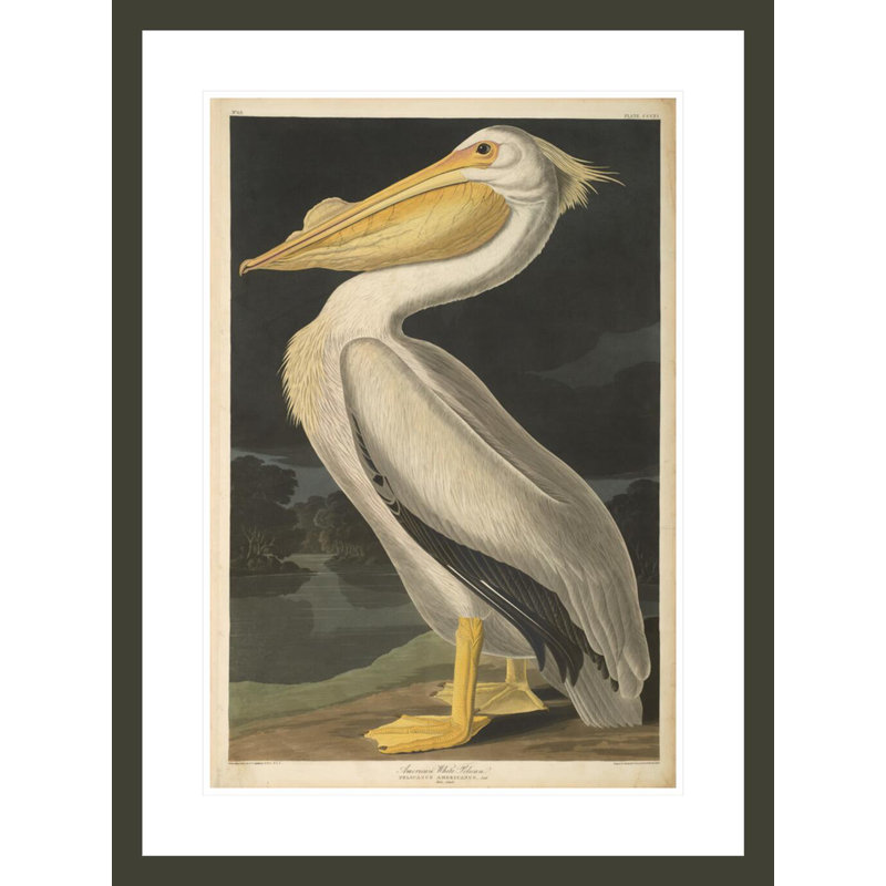 «American Pelican from The Birds of America 1827-38» par John James Audubon, impression giclée encadrée