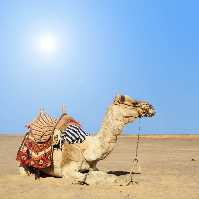 Camel Sitting Down On A Hot Day In Desert by Photochecker - Wrapped Canvas Print, 76cm H x 76cm W x 3.8cm D