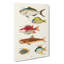 East Indies Fish Illustrations Fol. 27 by Louis Renard - Wrapped Canvas-55342596