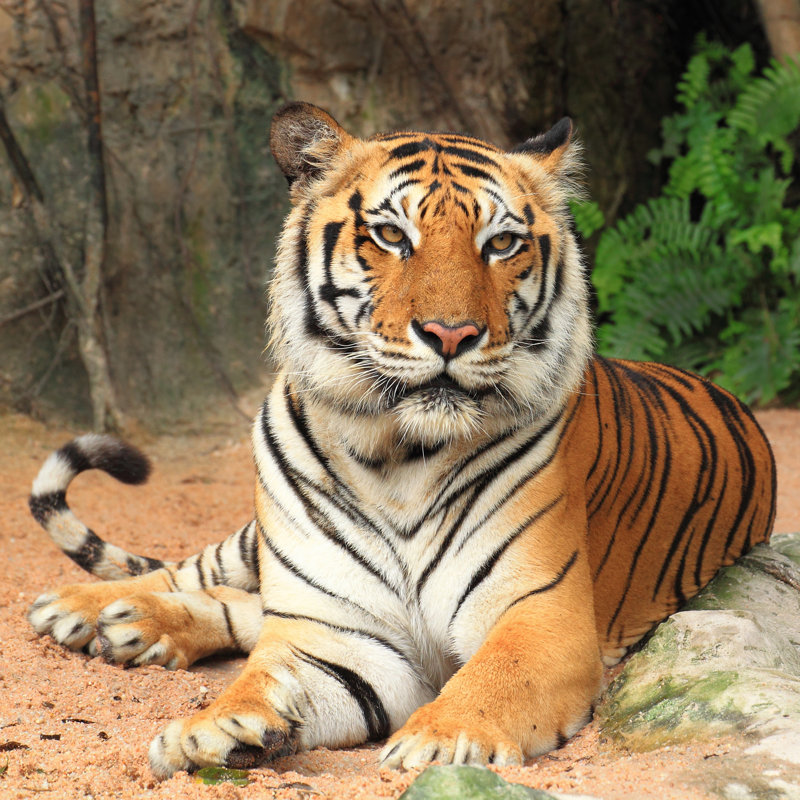 Tiger - Wrapped Canvas Print, 122cm H x 122cm W x 3.8cm D