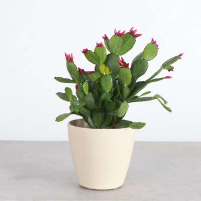 6" Live Cactus Plant in Pot