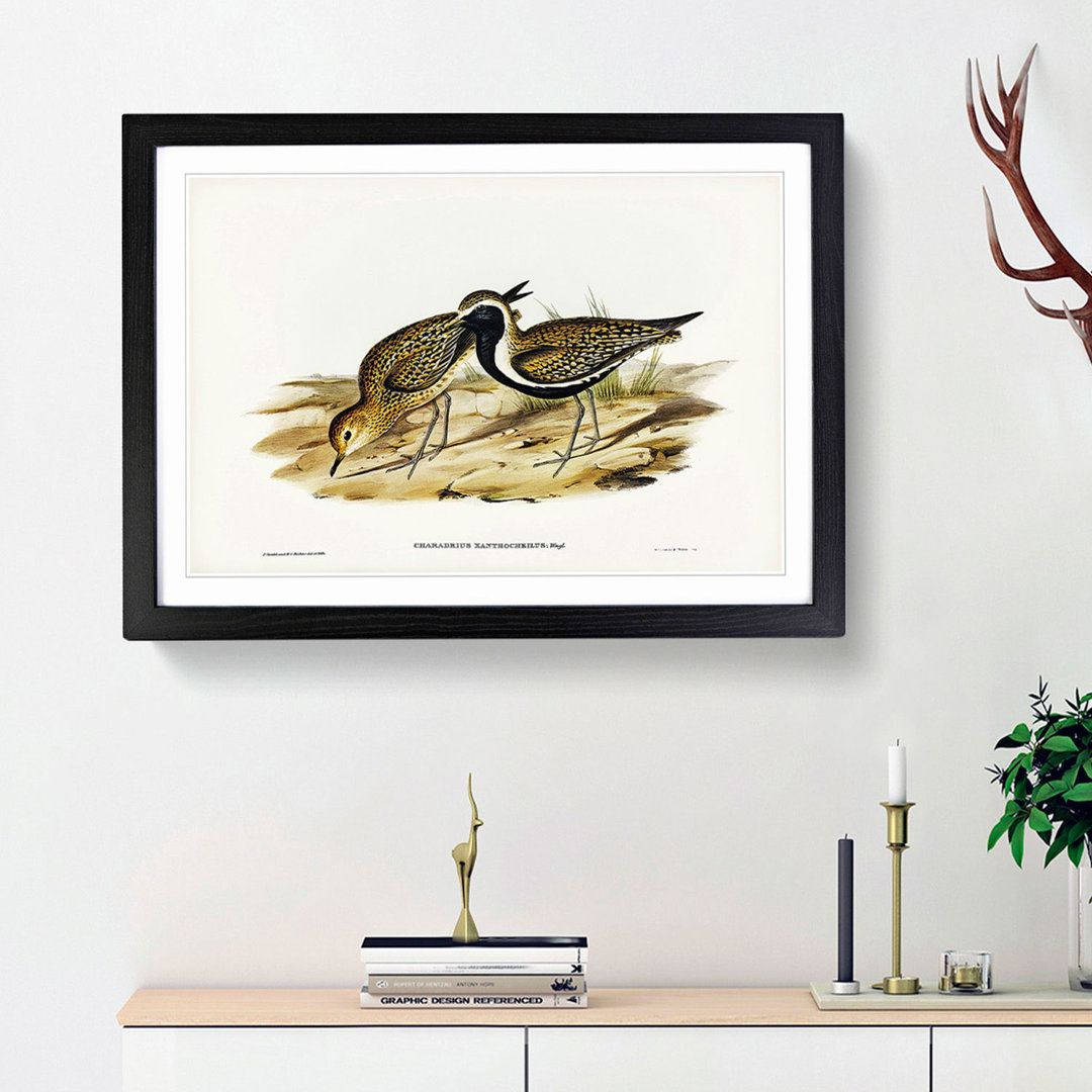 Australian Golden Plover by Elizabeth Gould - Framed Print