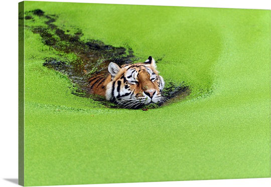 «Straub» Relaxation, reproduction de photo, H 32 po x l 48 po x P 1,5 po, Toile