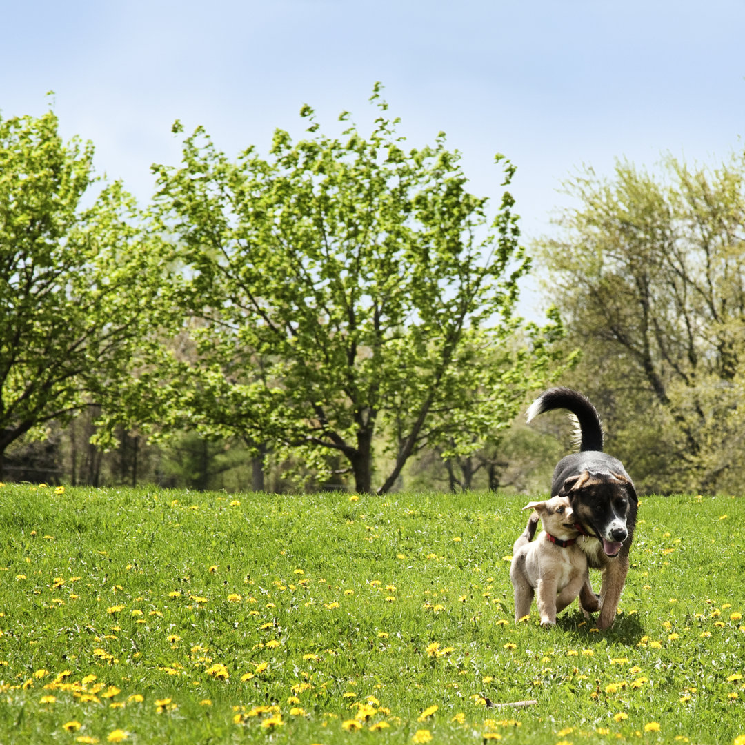 Puppy And His Mother Walking Playfully von NicolasMcComber - Kunstdrucke ohne Rahmen auf Leinwand