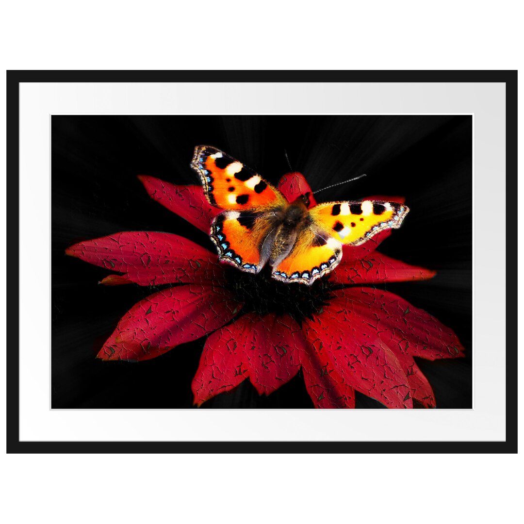 Gerahmtes Poster Schmetterling auf roter Blüte