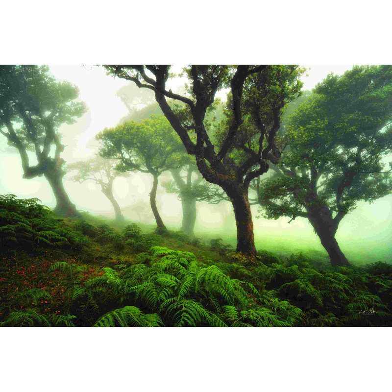 Forêt laiteuse, H 24 po x l 36 po, Non, Papier avec cadre unique blanc