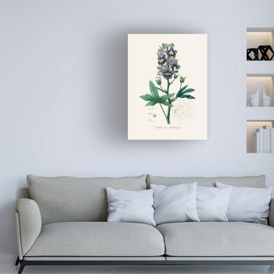 Art sur toile, John Stephenson et Delphinum Staphisagria