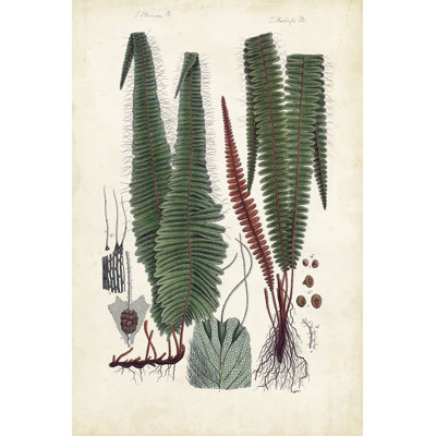 Collected Ferns V - Wrapped Canvas Print