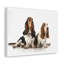 Basset hound, Basset hound-65595756